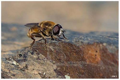 Réf. 290 659 : Merodon sp.